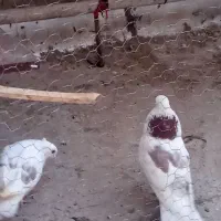 کفتر یاهو خوب