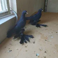 یک جفت جوجه قره آغ گوز آغ دیمدیح اهر