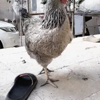 دوتا مرغ تخمگذار