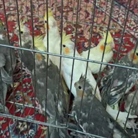 عروس هلندی|پرنده|نیشابور, دارایی|دیوار