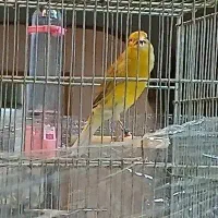 ۶ نر مست قرص شلاقی بخون امسالی ۲عدد جوجه سهره خاکی