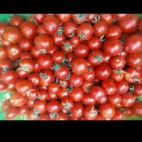 گوجه گیلاسی تازه درشت ارگانیگ
