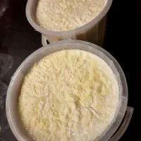 ماست گوسفندی خالص و پنیر گوسفندی خالص و درجه ۱