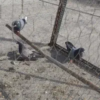 کفتر پرشی سبز انگلیسی ماده
