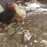 مرغ وقصاب