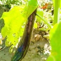 فروش بادمجان از سر زمین