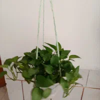 گل های خانگی ارزان