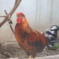 خروس جوان 6ماهه
