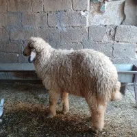 بره نر