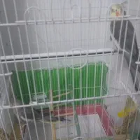 یک جفت عروس