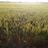 نیاز به مشاوره