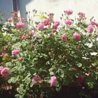 گلبرگ محمدی )گل محمدی