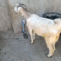 بزغاله
