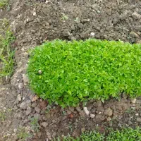 نشا گوجه