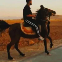 اسب مادیون