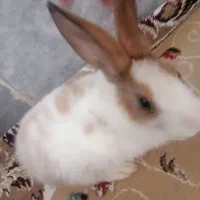 خرگوش