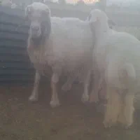 چهار راس گوسفند چاق