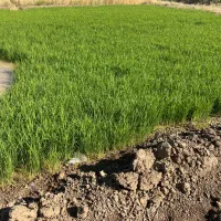 نشا برنج