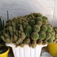 گل کاکتوس بزرگ و آلوورا