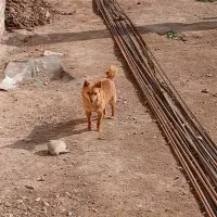 سگ پاکوتاه