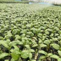 جذب نیرو خانم یا خانواده