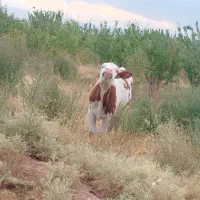 دوعددگوساله ماده اصل سیمنتال