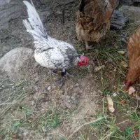 خروس چینی