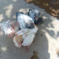 کفتر