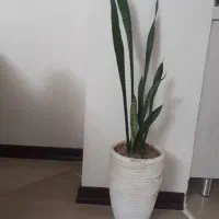 گل طبیعی سانسوریا