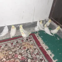 جوجه ۳ماهه طوطی عروس هلند