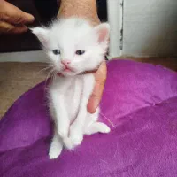 گربه