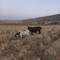گاو و گوساله و گوساله ماده