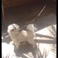 سگ پاکوتاه