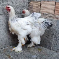 خروس برهما رومانی ۴ماهه