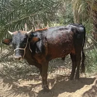 گاو نر|حیوانات مزرعه|فنوج, |دیوار