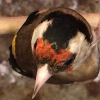 سهره نر رسمی حلقه پا معاوضه با سهره ۲ رگ