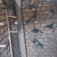 کبوتر مسافتی تفت