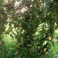 فروش الو قرمز