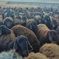 باقصاب ماهرفروش گوسفند زنده در تمام نقاط تهران