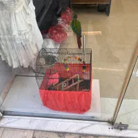 طوطی گیرینچیک رام یلوساید سخنگو