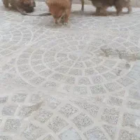 سگ پامر