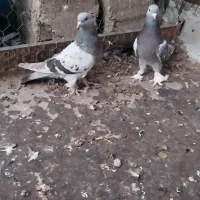 کبوتر ترکیه