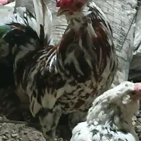 فروش مرغ  خروس گلین اصل