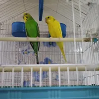 یک جفت مرغ عشق