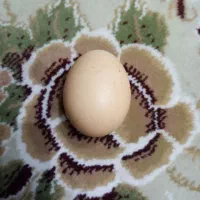 تخم مرغ خانگی