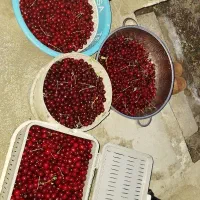آلبالو تازه