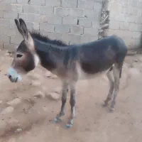 فروش الاغ