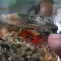 ومپایر با تنگ