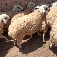 4تا بره نر 2عدد بزقاله نر