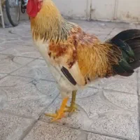 مرغو خروس